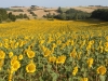 Sunflowers from the Domaine