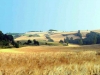 cornfield-view