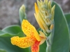 garden-canna